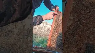 Preparing colonies for winter. About autumn care. #farming #bee #colony management