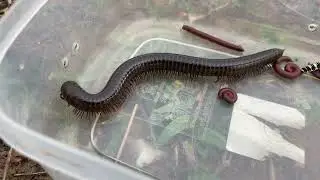 Life of Giant Millipede 2026