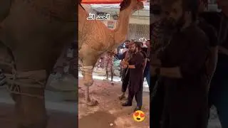 Biggest Camel 🐪 Qurbani 🔪😍 #qurbanistatus #bakraeid2024 #viral #eid #festival #explore #bakreid