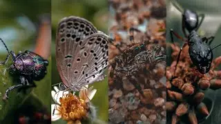 Insects Macro Photography ⚡ Mobile Photography
