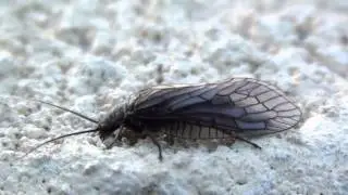 Alderfly (Sialidae: Sialis) Adult
