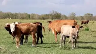 Australia expands grain fed beef exports as US production falters