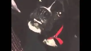 Nuevos Dubsmash Dubsmasharg #39