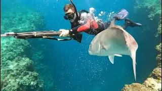 🏹 Spearfishing the Abyss Giant Grouper & Dogtooth Tuna Coral Sea