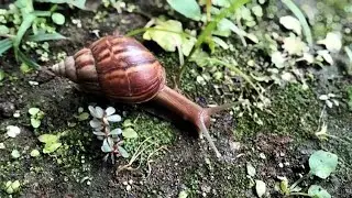 &ldquo;Cute Little Snail 🐌✨ | Fun Animal Video for Kids 🌿&rdquo;
