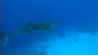 Whale Shark at Ras Mohammed National Park - Egyptian Red Sea.