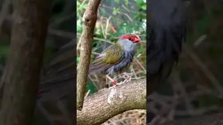 Red-Browed Finch #finch #bird #birds