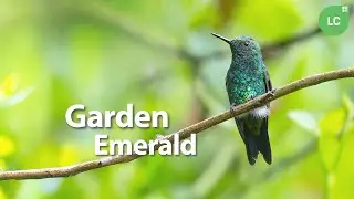 Garden Emerald #hummingbird #colibr&iacute; #beijaflor #picaflor #CostaRica