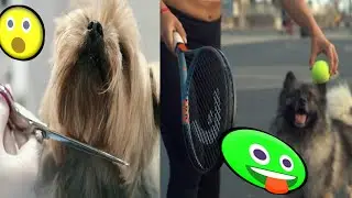 cute baby dog animal animal lover , ICSTV24