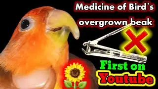 Medicine of Birds Overgrown beak / Lovebirds beak overgrowth / #BeakProblem #BIHANGARAJ