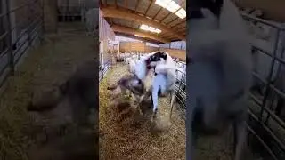 Will anyone come to save the flock of sheep from the wolf&rsquo;s attack?🐑🐺😢❓ #sheep #wolf #rescue #danger