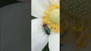 my TOP 11 most unusual insects  #shorts
