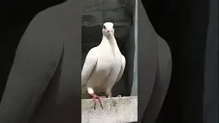 Racer pigeon beautiful white #pigeon #raisenpigeons #pigeonbreed #racerpigeon #pigeonbreed