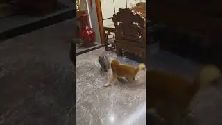 Street Fighter Sound Effect Dog vs Cat