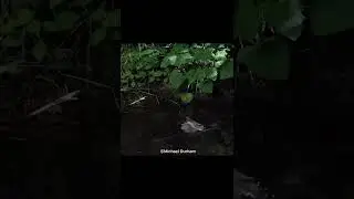 How Do Bats Drink Water?