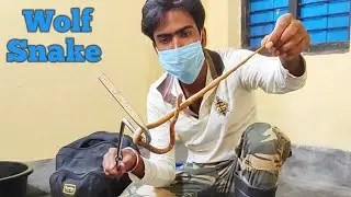 Common Wolf Snake Lycodon Aulicus Non Venomous Rescue From Malda