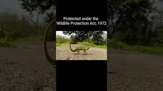 Indian Chameleon | Protected Under Wildlife Protection Act 1972 | Save Wildlife Awareness Video