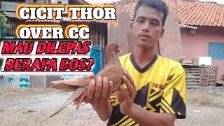 ❤️Cicit Thor Killer dienyang limaribu‼️Hoax atau benar