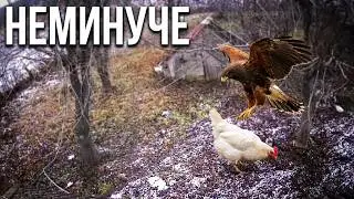 Яструб вбиває курку
