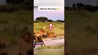 wait for the end😲 #viralreelschallenge #animals #women