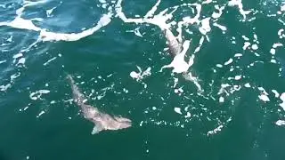 DogFish