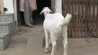 White Goat in Varanasi 