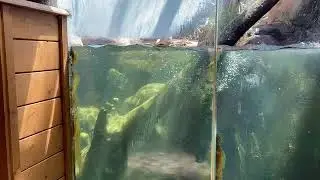 Water Otter Acrobatics