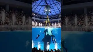 &ldquo;Orca Airlifted by Helicopter &mdash; A Daring Ocean Rescue Mission!&rdquo;