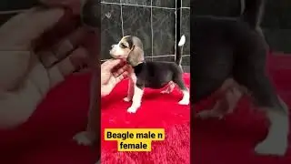 Beagle Male n Female puppies !!!!Pokhara NEPAL