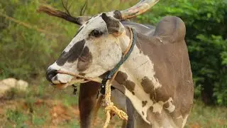 Rare Cow Ready to Compete with Jallikattu Bull Race, Local leader