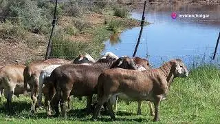 Why Meatmaster Lambs Are So Profitable!