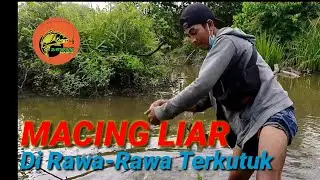 mancing liar di rawa-rawa terkutuk