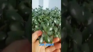 jet plant #lucky plant #just brings you good luck in your home 🏡🍀🍀🌿