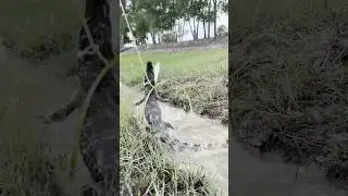 Quick DIY Crocodile Trap Using Wood #shorts #outdoors