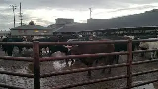 Go Vegan! Visit to Cow Vigil hosted by LA Animal Save in Los Angeles - Part 3, May 2019.