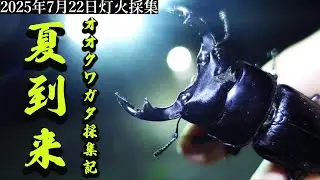 第3夜【神回】「真夏の大激闘！オオクワガタ大歯飛来！」【ライトトラップ/昆虫採集/2025夏休み】