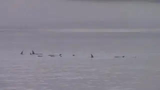 How do Orcas Sleep | Orca Camp Vancouver Island