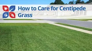 How to Care for Centipede Grass | DoMyOwn.com