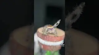 Every time she sees the light she immediately ￼jumps to it #jumpingspiders #shorts