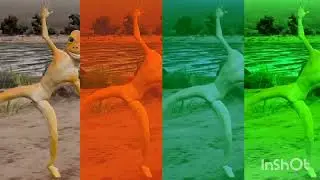 Patila #viral #viralvideo #patila #entertainment #patilafrog #dance 