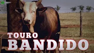 Top Bull - Touro Bandido