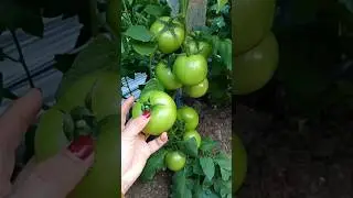 How to care tomato farming 🍅 | us farming latest technice #shorts #facts #nature