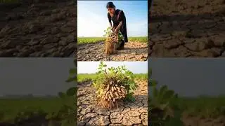 The horse saved the peanut from drying out medicine it 😭 #ai #tree #save #medicine