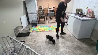 Premier Pup Piper Wk2 Recap