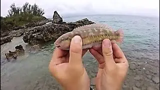 Surf Fishing BERMUDA on a Cruise