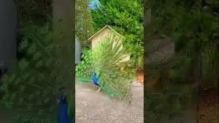 Queen of Forest