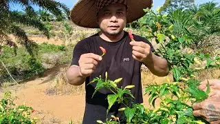 NGAMBI MAYUH MACHAM SAYUR BA KEBUN ISAN, DIJIH SELANGAU