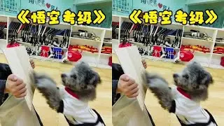 Struggling and making progress, Wukong, keep it up! #pet star #pets&rsquo; debut plan #Teddy #home pets