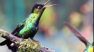Fiery-thorated Hummingbird Squabble