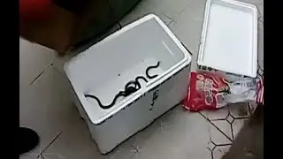 Poisonous Snakes Bought online Hatch out in Parcel during Transportation